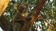 Austrália má obrovský problém: Premnožili sa tam koaly