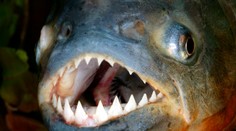 Hororový incident: Na dovolenkárov sa vrhol húf piraní, desiatky ľudí utrpeli desivé zranenia