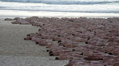 GALÉRIA: Na Bondi Beach pózovali tisícky naháčov známemu fotografovi