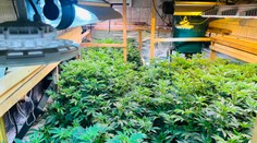 Protidrogová akcia s názvom Kvetinár: Obvinili 66-ročného muža