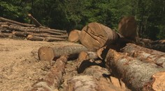 Boj o lesy: Kým jedna strana tvrdí, že ťaží legálne, druhá hovorí o devastácii