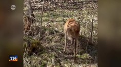 Laň bez nohy zvládla ďalšiu zimu