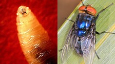 Najskôr ostré zuby, potom sa zavŕta do tela – bolesť je príšerná. Mäsožravá larva prvýkrát infikovala človeka v USA