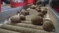 Pestovatelia zemiakov hlásia dobrú úrodu, no napriek tomu budeme odkázaní na dovoz