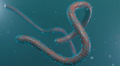 V Afrike sa začal šíriť vírus, ktorý má 88-percentnú úmrtnosť. Infektológ P. Sabaka vysvetlil, či sa máme obávať