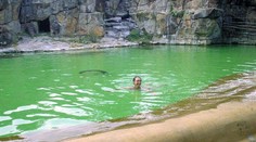 Žena urobila v ZOO poriadny rozruch. Naštastie ju nechytili