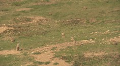 Lúka v Muránskej planine je veľkou atrakciou. Uvidíte tam zvieratá, ktoré sa bežne dobre skrývajú