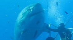 Najväčší žralok biely, akého videli. Pod vodou narazil na človeka