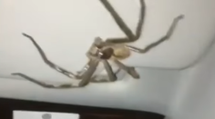 Rutinná cesta z práce sa zmenila na desivý zážitok. Vodička nad hlavou zbadala votrelca