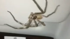 Rutinná cesta z práce sa zmenila na desivý zážitok. Vodička nad hlavou zbadala votrelca