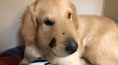 Zlatý retriever vlastným telom zachránil majiteľku pred útokom štrkáča