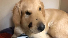 Zlatý retriever vlastným telom zachránil majiteľku pred útokom štrkáča
