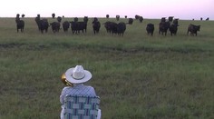 Farmár urobil experiment s kravami. Nebudete veriť vlastným očiam