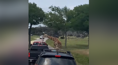 VIDEO: Desivé momenty v safari parku. Žirafa dvihla do vzduchu dvojročné dieťa