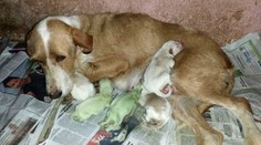 Sučke sa narodili šteniatka ako z vesmíru. Boli zelené