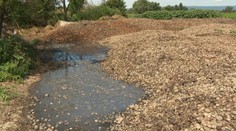 Neznesiteľný zápach obťažuje obyvateľov Senca. Pri ich domoch hnije zelenina od hospodára