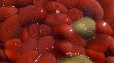 Na austrálsku pláž vyplavilo záhadnú bytosť. Podobá sa na mozog