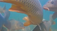 Nová atrakcia pod Tatrami: S pomocou webkamery môžete nahliadnuť do súkromia rýb