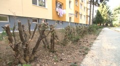 Malé húsenice spôsobili takúto spúšť. Pozor na ne