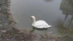 Smutný koniec symbolu Bojnického zámku. Labutí otec sa utrápil po strate mláďat