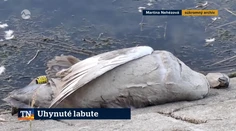 Uhynuté labute