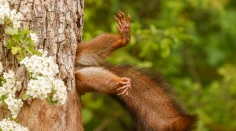 Súťaž Comedy Wildlife pozná víťazov. Toto sú najvtipnejšie fotografie z ríše zvierat