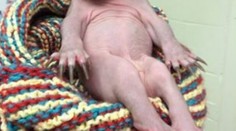 Máme nový hit internetu. Je ním toto zvieratko