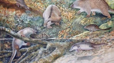 Austrálski vedci objavili bratranca vtákopyska a ježury. Pozostatky bizarného tvora ležali zabudnuté v zásuvke