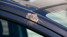 Nečakaný nepriateľ auta: Prečo je vtáčí trus nočnou morou každého šoféra?