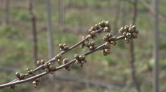 Ovocinári rátajú škody. My vám však ukážeme, ako zistíte, či budete mať úrodu