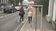 Nové stromy nasadili v Nitre priamo do stredu chodníka. Ľudia sa sťažujú, firmu čaká reparát