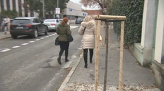 Nové stromy nasadili v Nitre priamo do stredu chodníka. Ľudia sa sťažujú, firmu čaká reparát