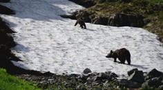 Rozkošný pohľad. Medvede šantili na snehu, tieto zábery vám zlepšia náladu