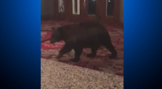 V hoteli mali nezvyčajného hosťa. Medveď sa dostal až na recepciu