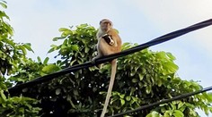 VIDEO: Opica uniesla šteniatko a tri dni ho držala na strome ako „rukojemníka“