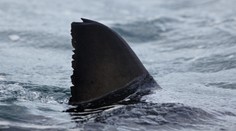 Žralok sa zahryzol žene do nohy. Jej nečakaná reakcia ho odplašila