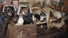 Českom otriasa kauza týrania zvierat