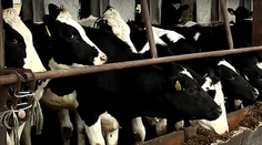 Dráma na družstve! Muža nečakane pritlačila krava, zasahoval záchranný vrtuľník