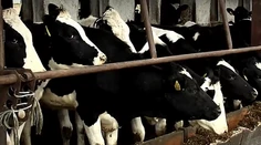 Dráma na družstve! Muža nečakane pritlačila krava, zasahoval záchranný vrtuľník