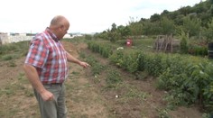 Na novej úrode si nepochutí. Záhradkára zaskočil nečakaný hosť