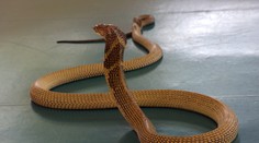 Hrozný objav starej mamy: V posteli ležalo telo vnučky, ktorú v spánku zabila kobra