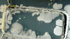 Takto vyzerajú kolónie baktérií na vašom mobile. Ako sa ich zbavíte?