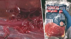 Supermarket predával lososa, v ktorom boli nebezpečné červy