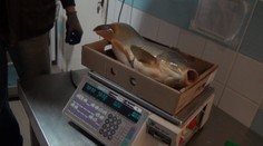 Prídeme o vianočnú klasiku? Podľa ochrancov je nehumánna