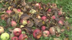 Ovocinárov potrápilo počasie. Jablká budú tento rok drahé a navonok škaredšie