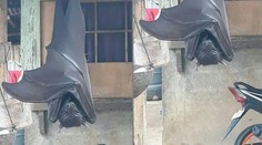 Podvrh alebo realita? Fotografia "obrieho netopiera" zmiatla sociálne siete