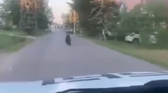 VIDEO: Cez Očovú utekal ráno vystresovaný medveď. Niekto ho naháňal autom po celej dedine