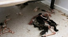 Šokujúci prípad otriasol Austráliou. Žena brutálnym spôsobom utýrala 14 mačiek