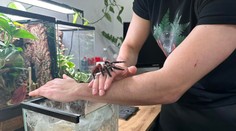 VIDEO: Dominik má doma dvetisíc pavúkov. Ukázal nám, ako ich kŕmi