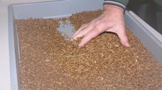 Červy v potravinách sú realitou. Na obaloch bude jasné označenie